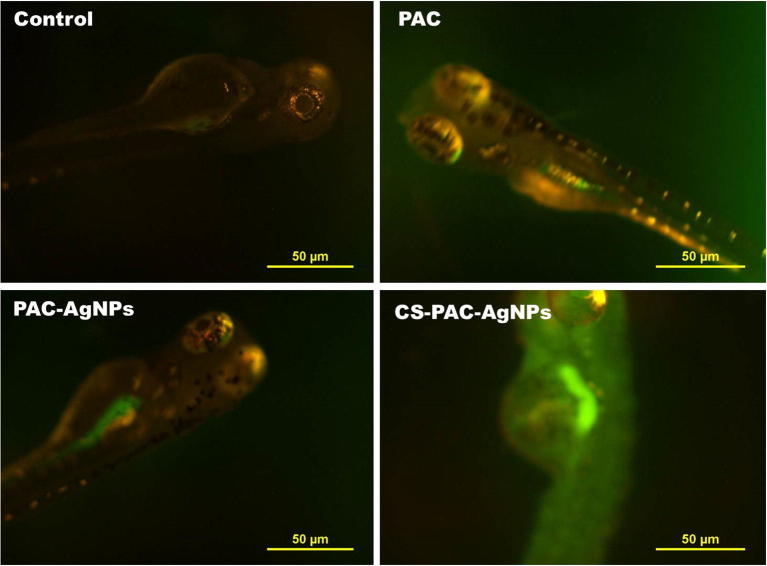 Fig. 12