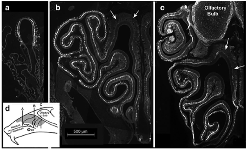 Fig. 2: