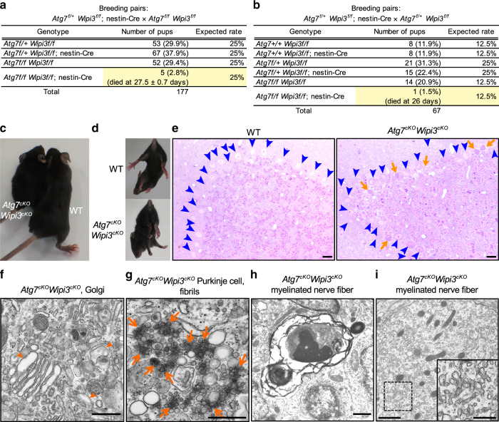 Fig. 10