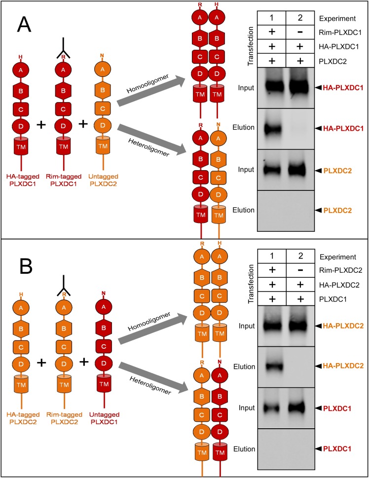 Figure 5—figure supplement 1.