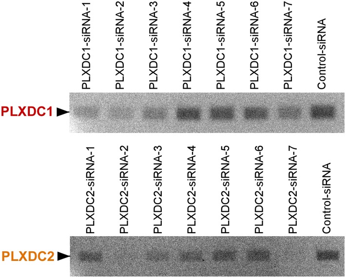 Figure 2—figure supplement 1.