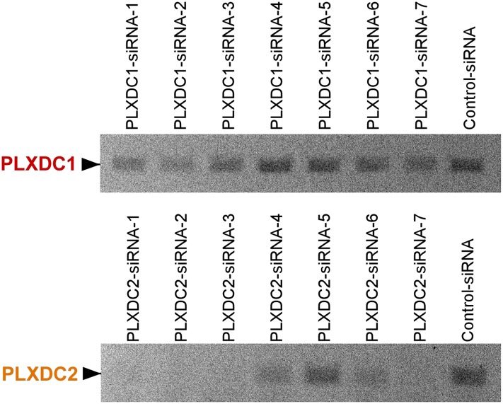 Figure 3—figure supplement 1.