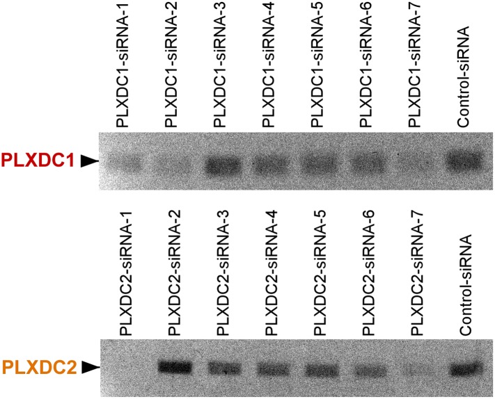 Figure 4—figure supplement 1.