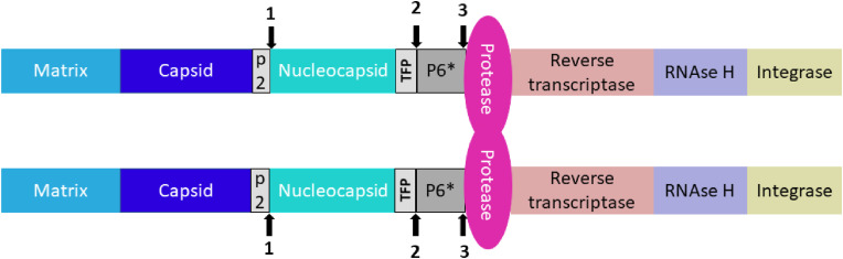 Fig. 2