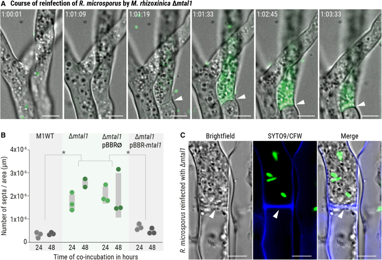 Figure 4