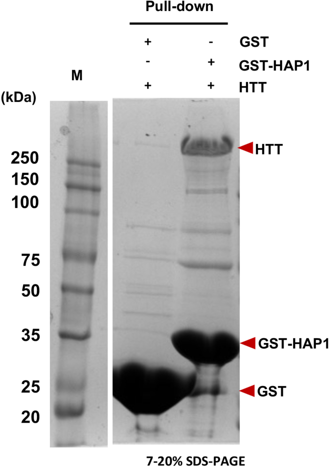 Figure 7