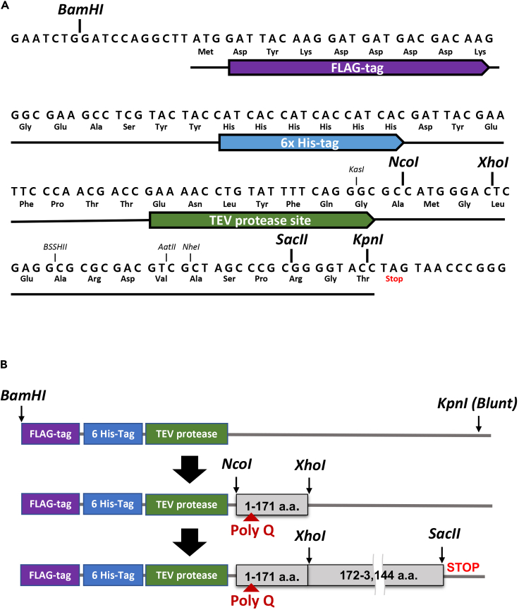 Figure 1