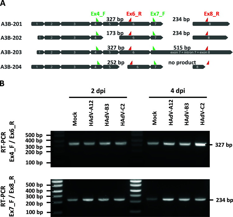 FIG 3