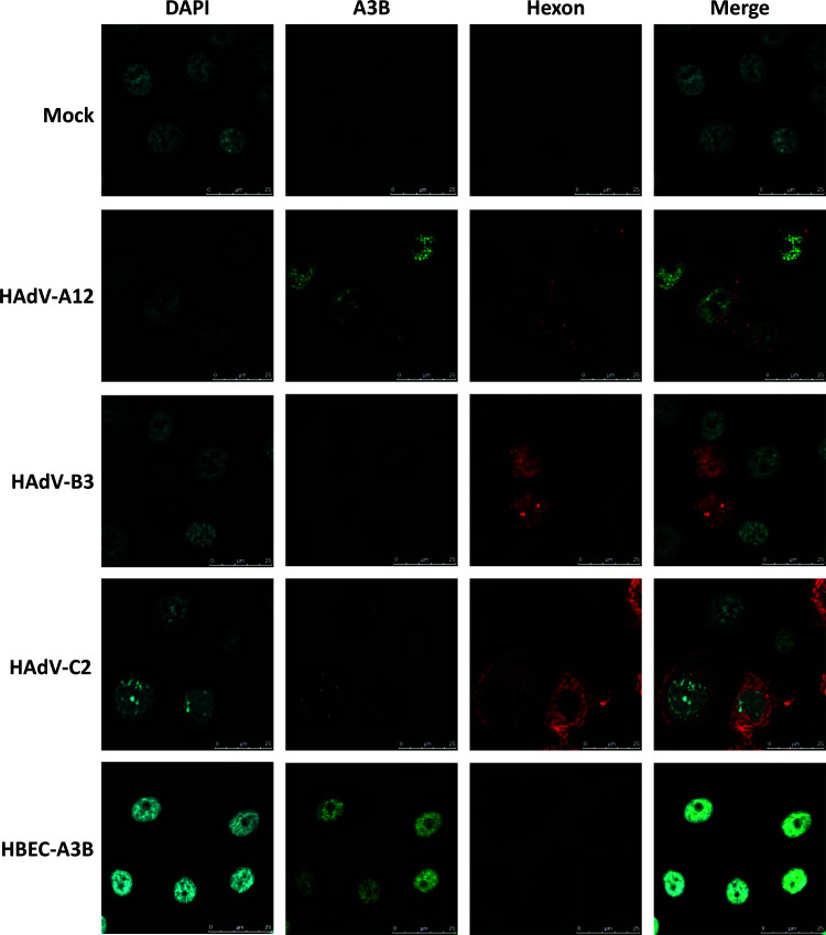 FIG 6