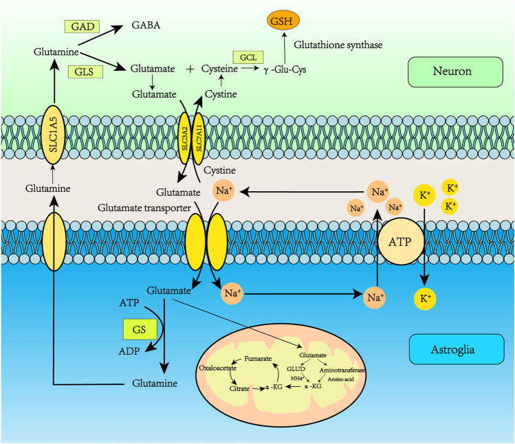 FIGURE 2