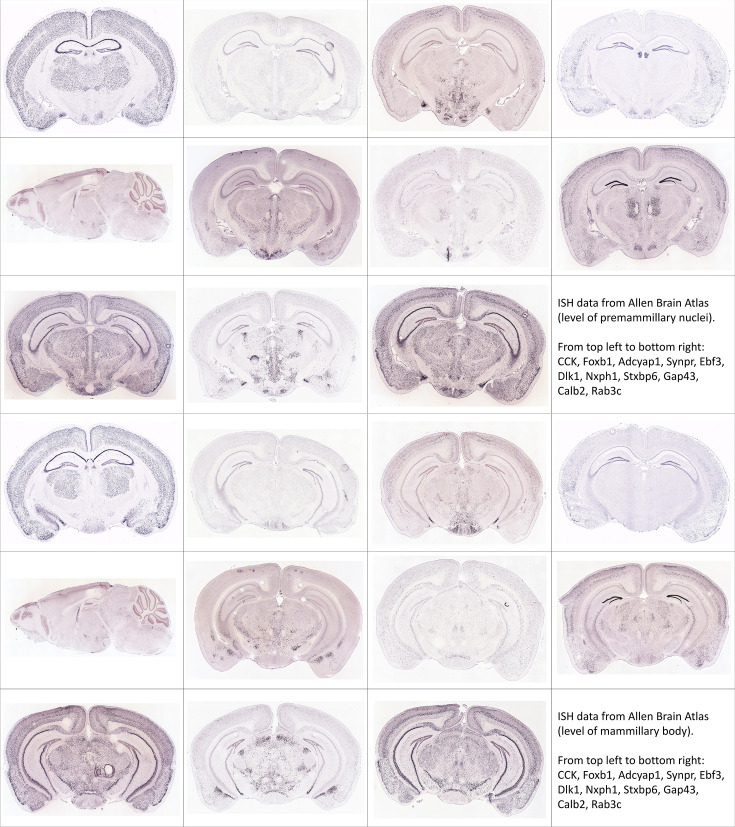 Figure 4—figure supplement 1.