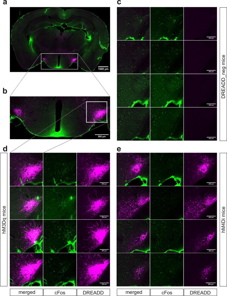 Figure 2—figure supplement 1.