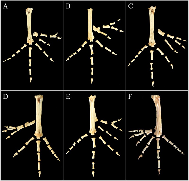 Fig 4