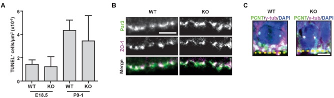 Figure 2—figure supplement 1.