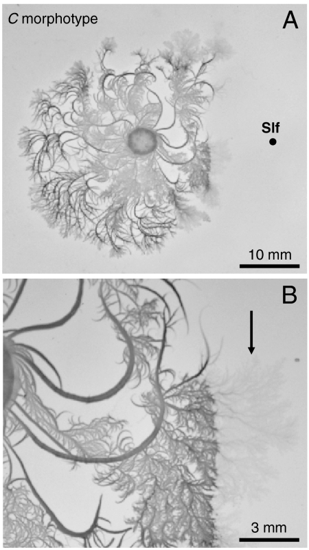 Fig. 5.