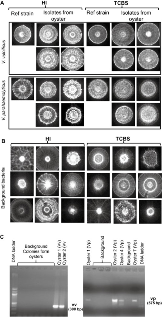 Figure 6