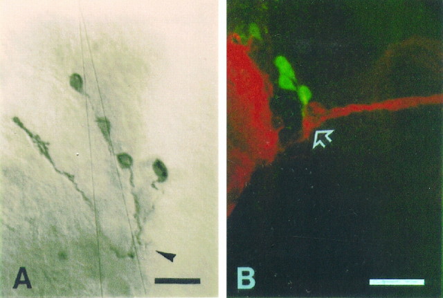 Fig. 10.