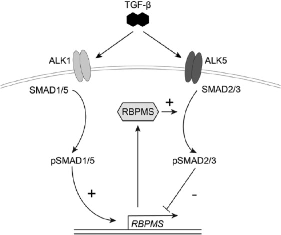 Figure 7.