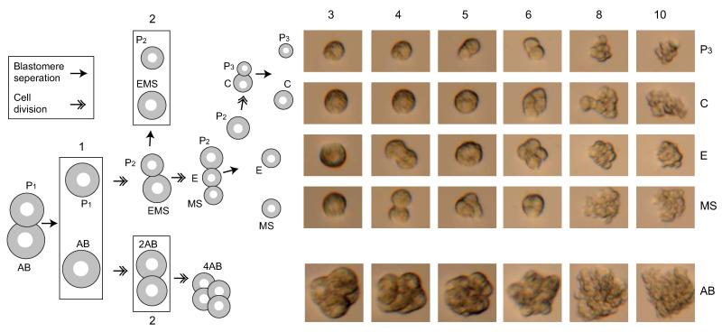 Extended Data Figure 1