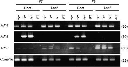 Figure 6.