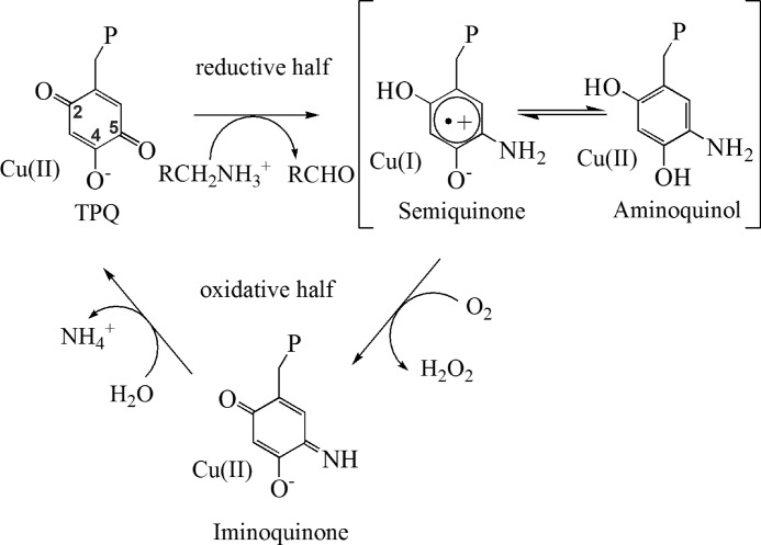 FIGURE 1.