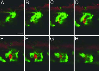 Fig. 6.