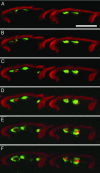 Fig. 5.