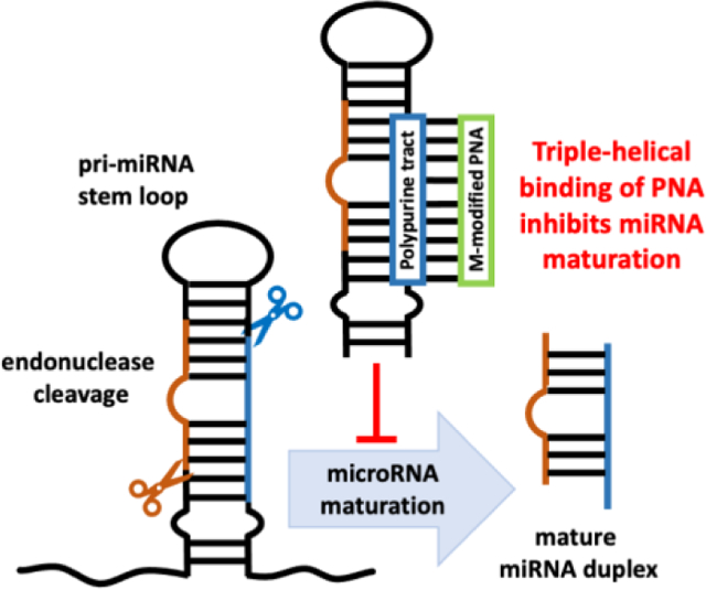 graphic file with name nihms-1762821-f0001.jpg