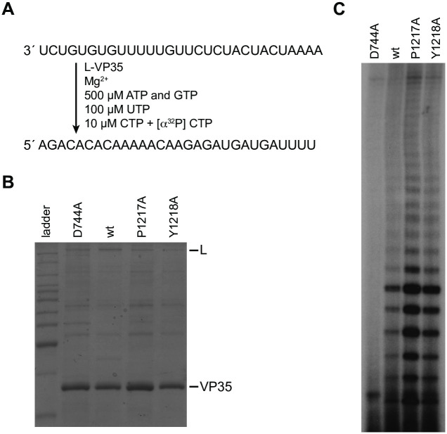 Fig 7