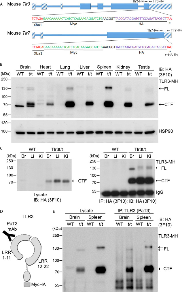 Figure 3