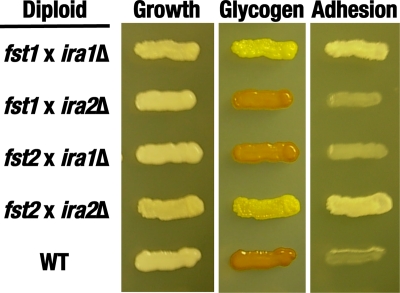 Fig 4