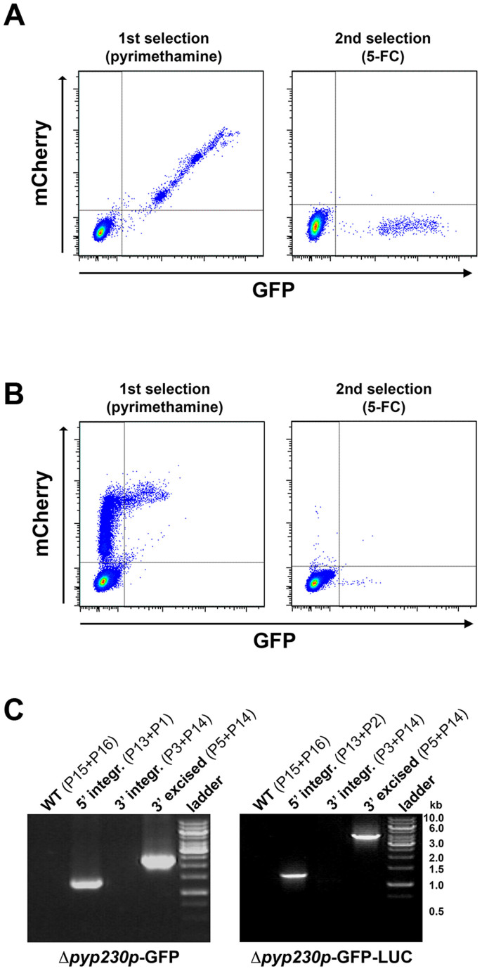 Figure 6