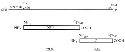 FIG. 1