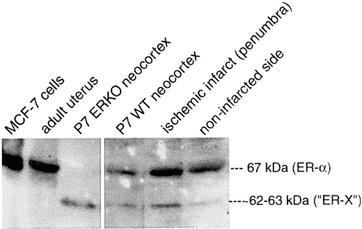 Fig. 10.