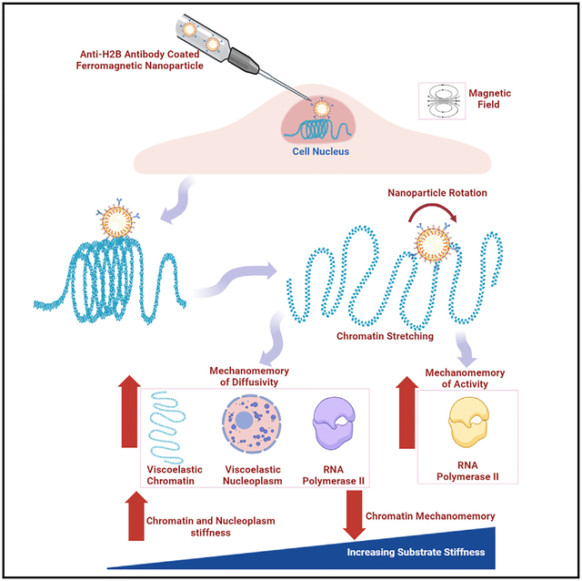 graphic file with name nihms-2011881-f0001.jpg