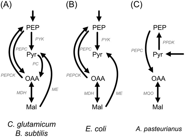 FIG 7