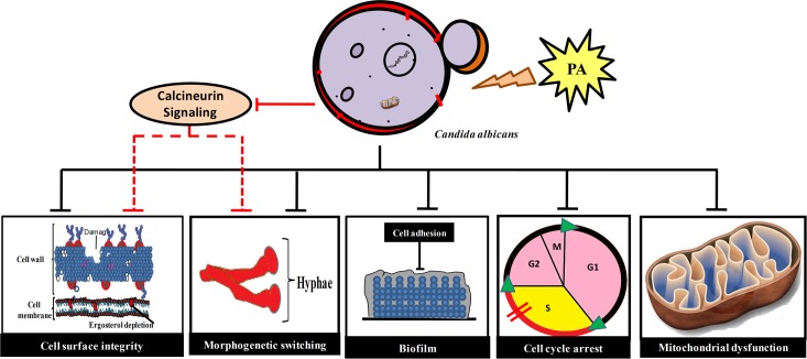 Fig 10