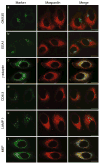 Fig. 3