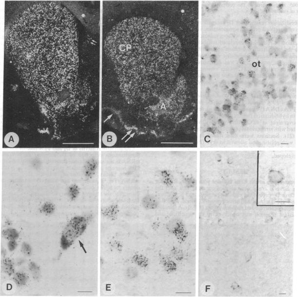 graphic file with name pnas01026-0250-a.jpg