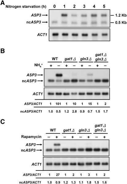 FIGURE 1.