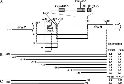 FIG. 1.