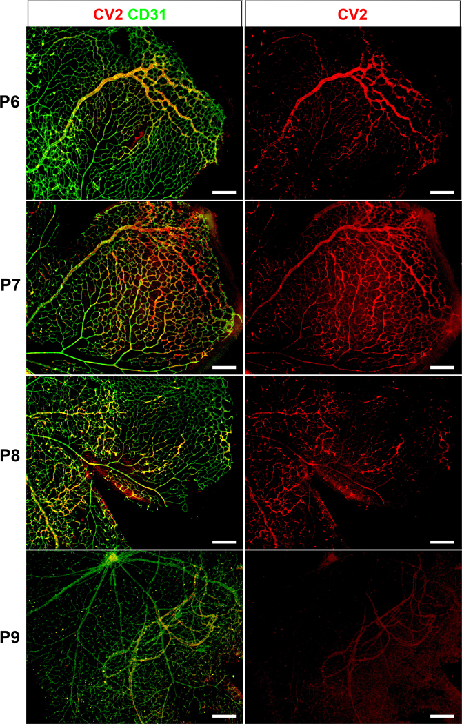 Figure 6: