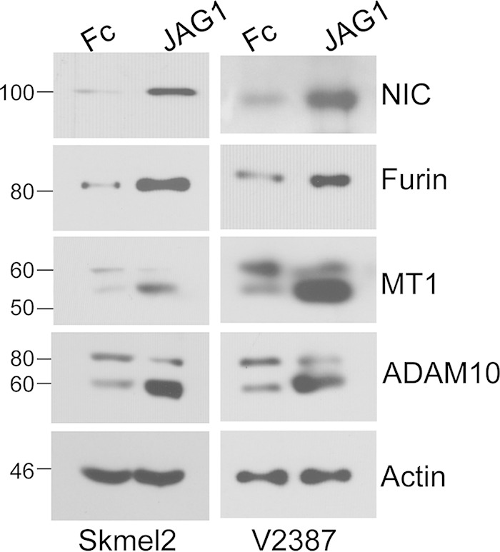 FIG 2