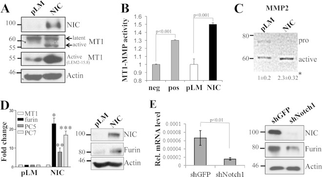 FIG 1