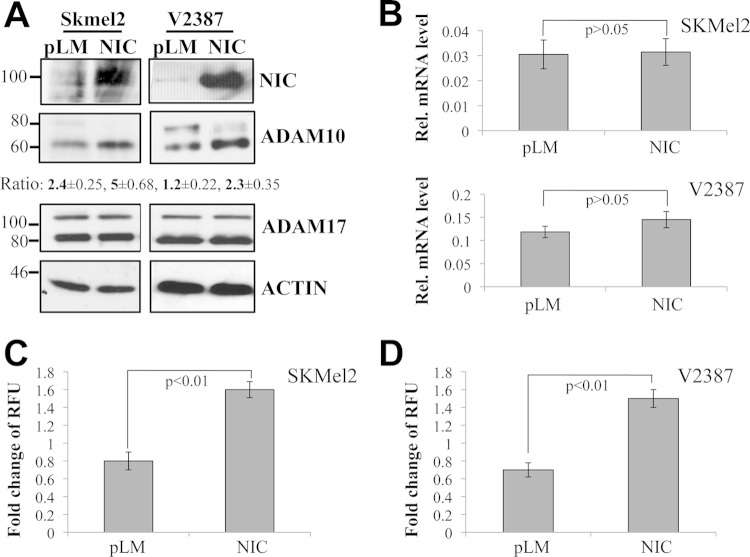 FIG 6