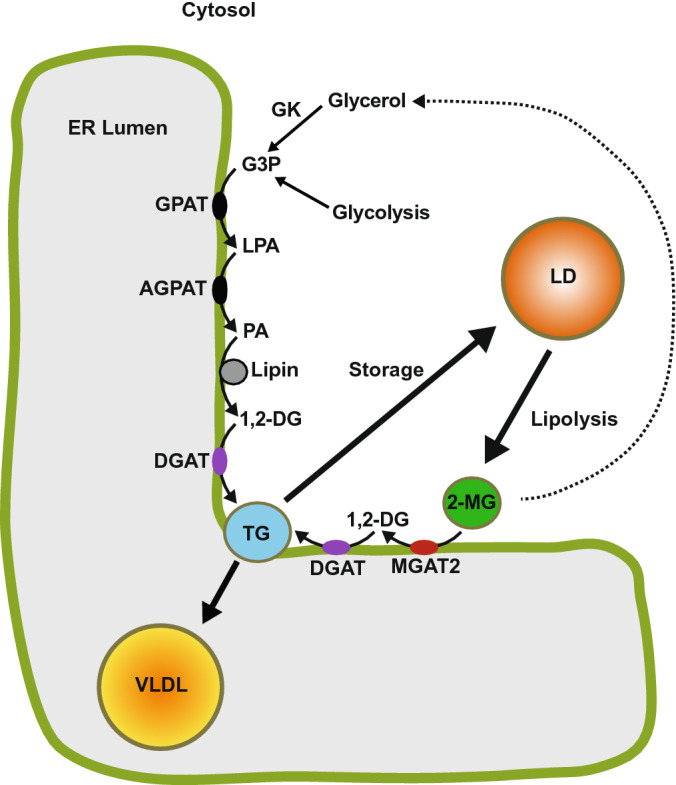 Figure 7