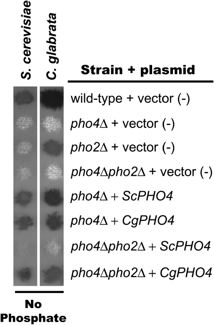 Figure 3.—