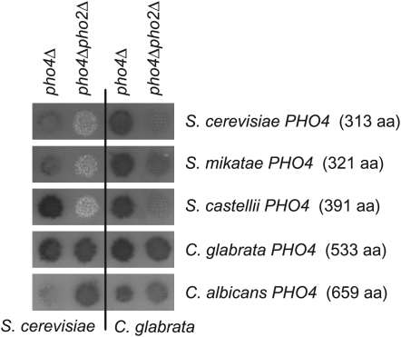 Figure 6.—