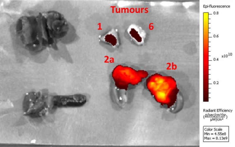 Figure 6—figure supplement 3.