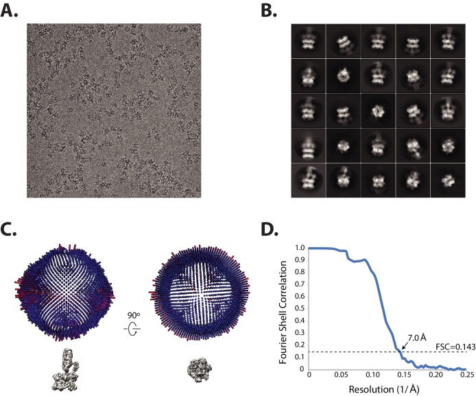 Figure 1—figure supplement 1.